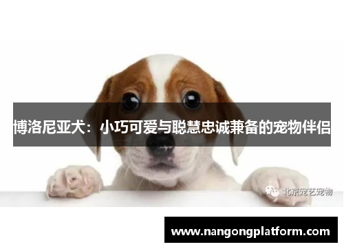 博洛尼亚犬：小巧可爱与聪慧忠诚兼备的宠物伴侣